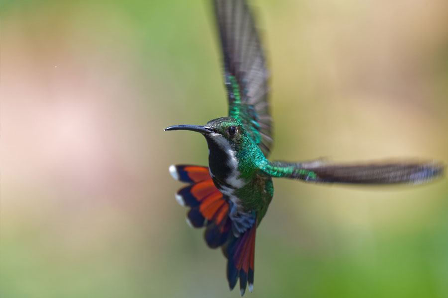 Schwarzbrust-Mangokolibri