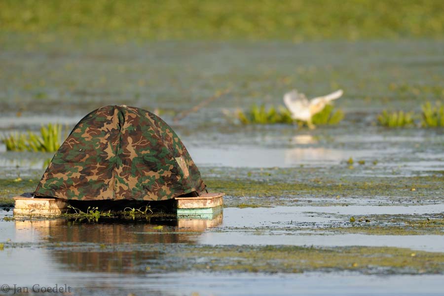Schwimmversteck, im Hintergrund ein Rallenreiher
