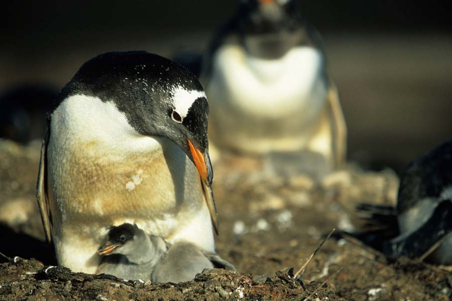 Eselspinguin mit Küken
