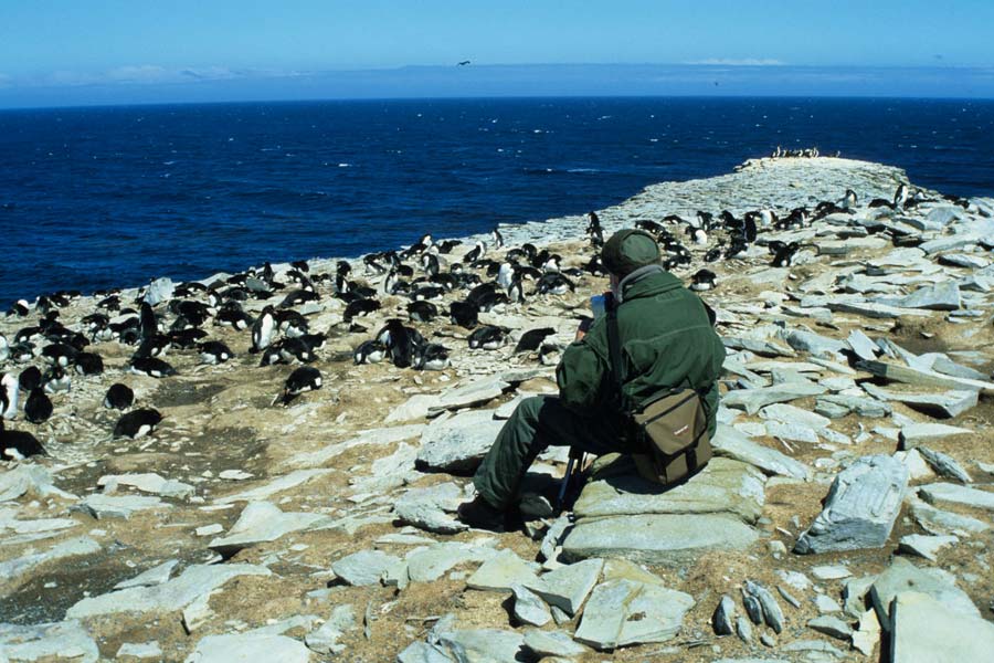 Felsenpinguinkolonie