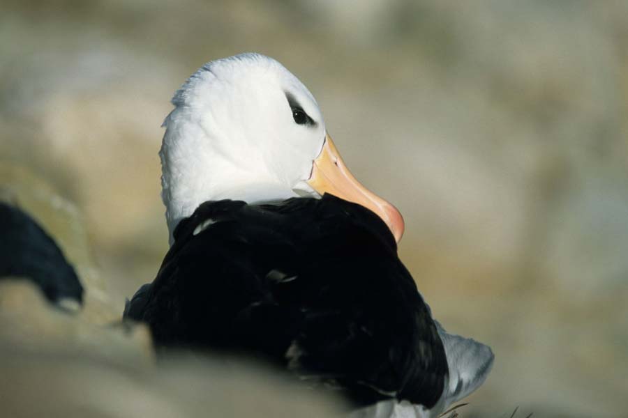 Schwarzbrauenalbatross