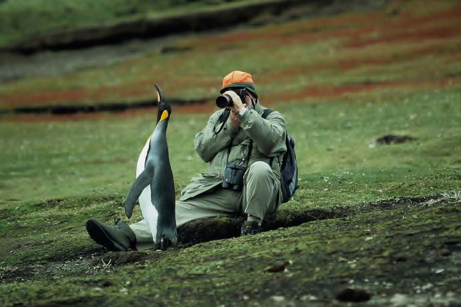 Begegnung mit einem Pinguin
